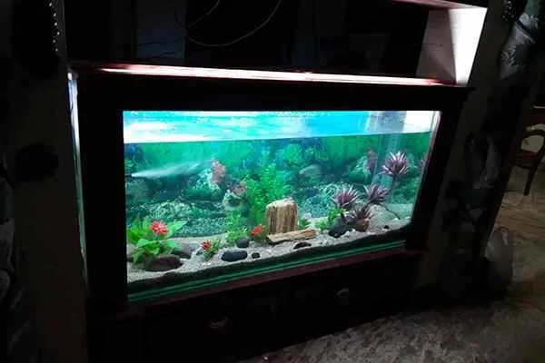 Image of: Blue Nest Home Pets & Aquarium